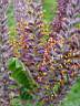 amorpha canescens 3.JPG